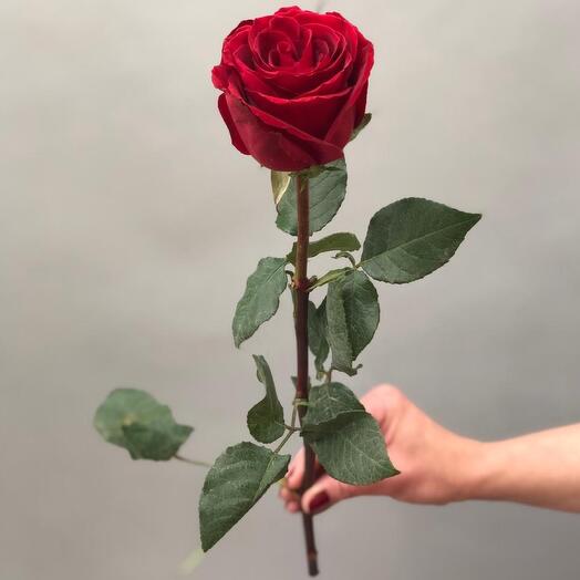 Роза эквадор 60 см