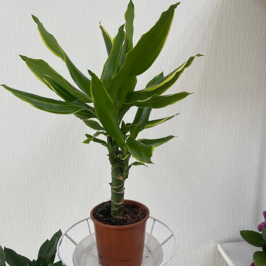 Драцена Елоу