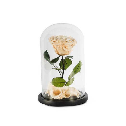 Peach Preserved Roses in a Glass Dome Single