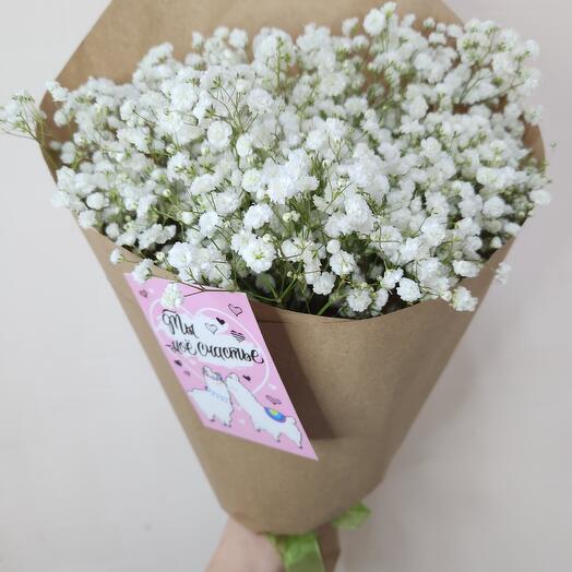 Gypsophila