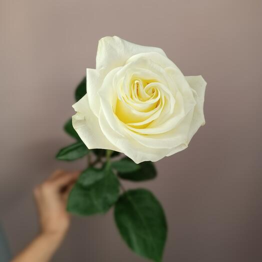 Белая/кремовая Премиум роза(цвет из наличия)