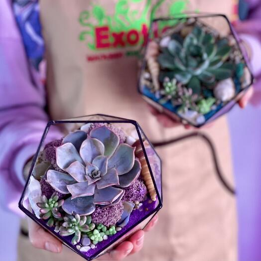 Florarium "Icosaedro" pequeño con suculentas