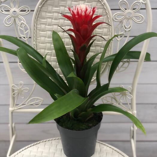 Гузмания ХОП ( микс)