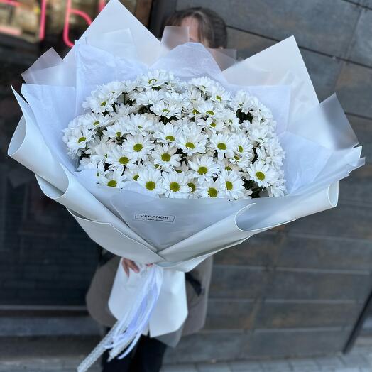 Giant of daisies