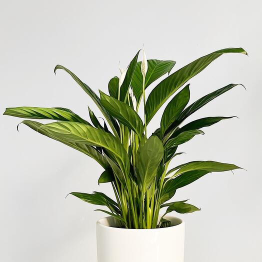 Spathiphyllum Sweet Silvio