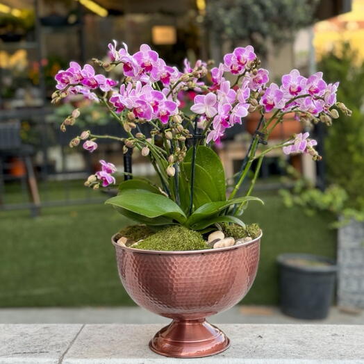 Bakır Saksıda Bellisimo Midi Orkide