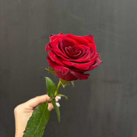 Rosa roja clásica🌹