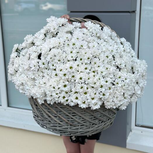 Корзина с 101 ромашковидной хризантемой