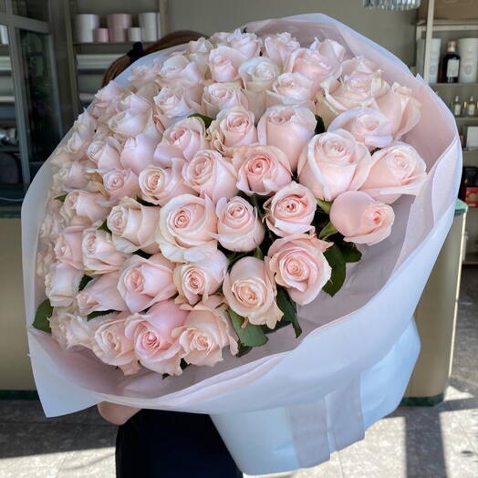 Baby Pink Roses