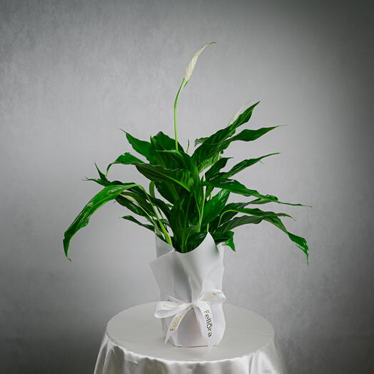 Peace Lily - Spathiphyllum