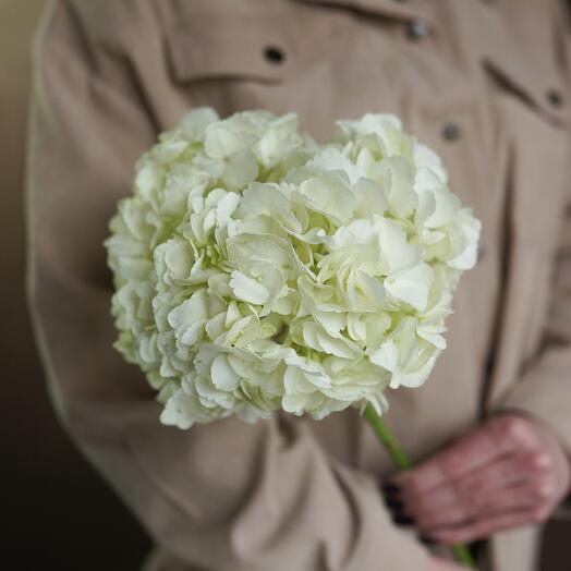 Hortensia blanca