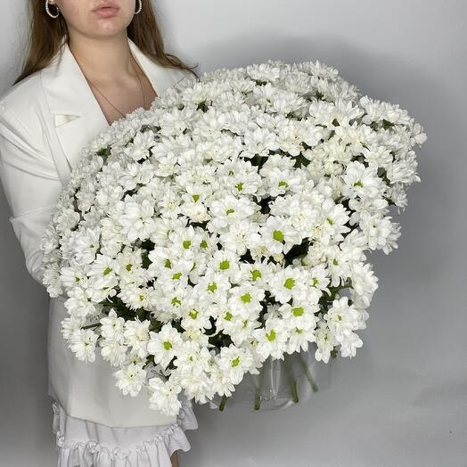 Кустовые хризантемы. 51 шт