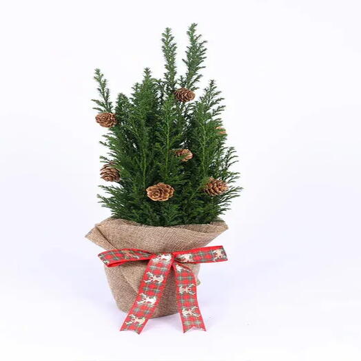 Mini Fresh Christmas Plant with Pine Cones