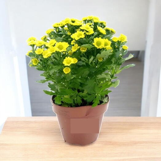 Chrysanthemum IG – Mad Ringa Yellow