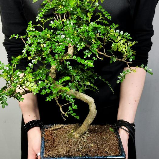 Бонсай Зантоксилум, Желтодревесник (Zanthoxylum)