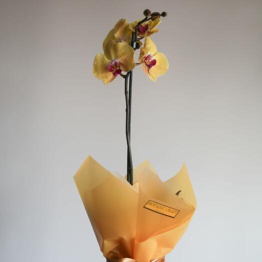 Орхидея, 1 ствол (желтые оттенки)