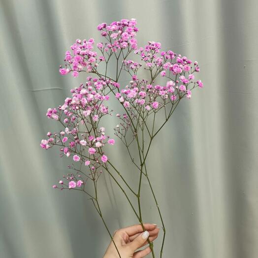 Gypsophila