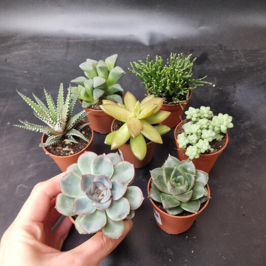Succulents 7 pieces