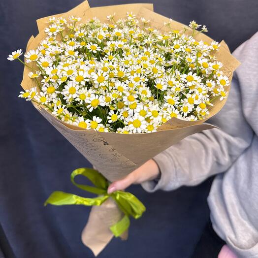 Chamomile bush 15 pieces