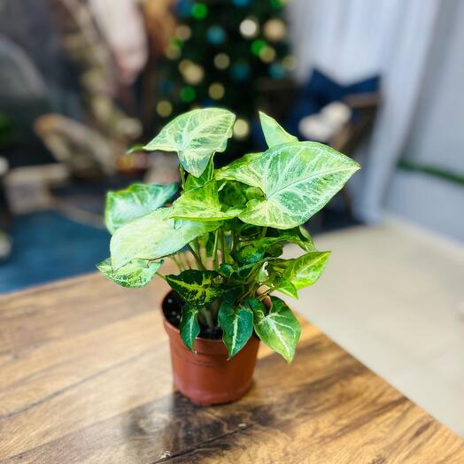 Сингониум Арроу