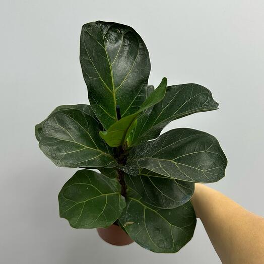 Фикус лирата Бамбино