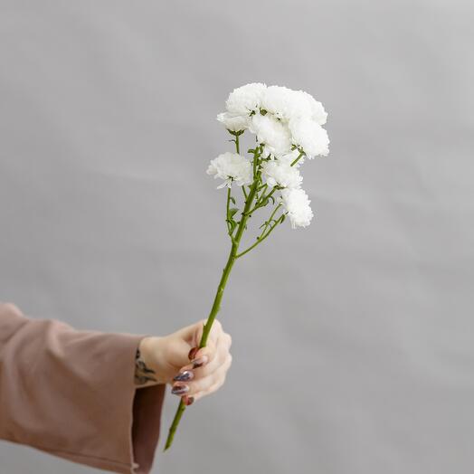 Chrysanthemum Santini Baikal, from 7 pieces