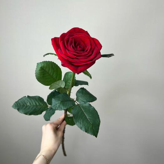 Роза Эксплорер 70см
