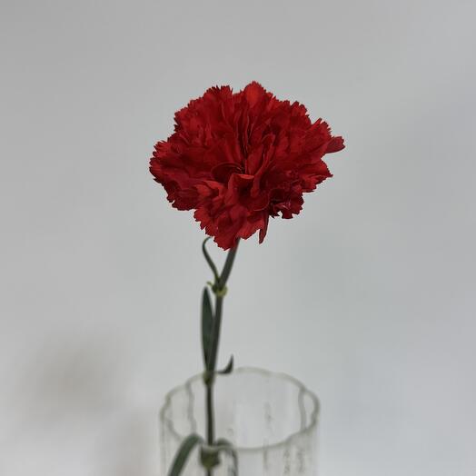 Carnations are a time—tested classic