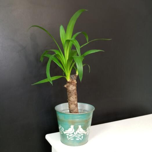 Комнатное растение. Юкка