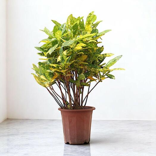 Croton Lemon Plant – Gold Dust Croton | Bright Indoor Plant with Speckled Yellow-Green Leaves