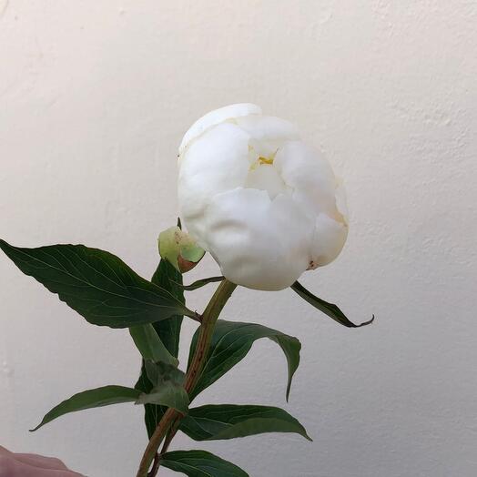 Пионы 💐💐💐