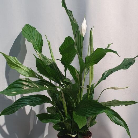 Комнатное растение "Спатифиллум"