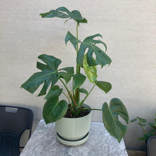 Monstera deliciosa mint renkli seramik saksı ile