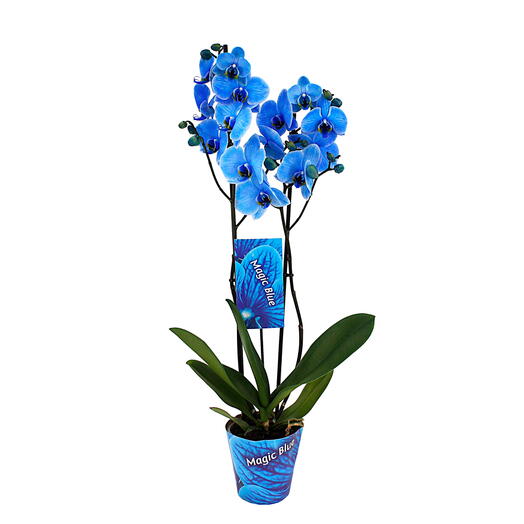 Phalaenopsis tonalidad azul