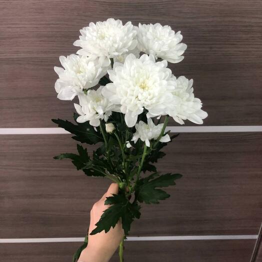 Хризантема белая