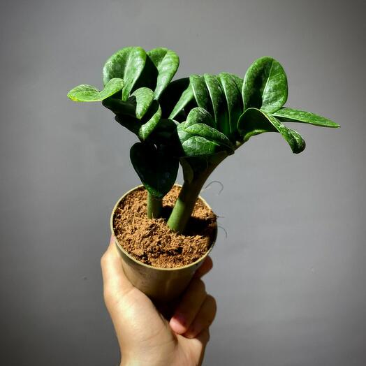 Замиокулькас Зензи