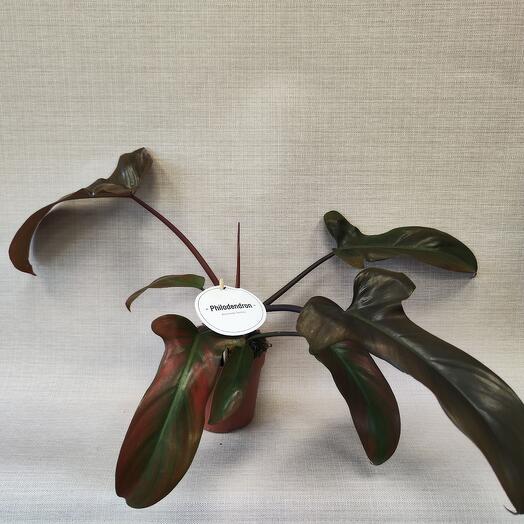 Филодендрон