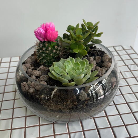 Флорариум с суккулентами mix