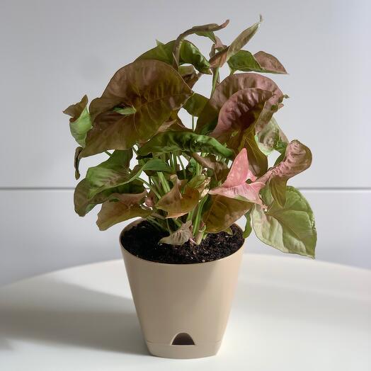 Комнатное растение сингониум Неон в пластиковом кашпо
