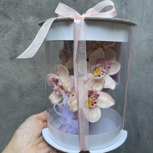 Орхидеи в тубусе