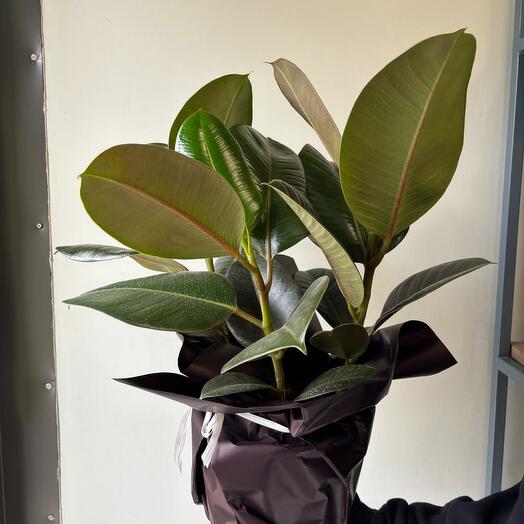 Фикус Эластика D17