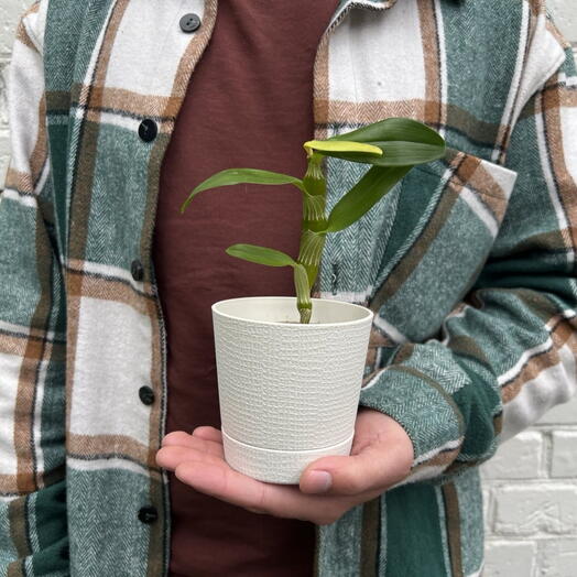 Дендробиум (Dendrobium)