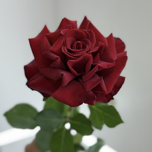 Французская роза