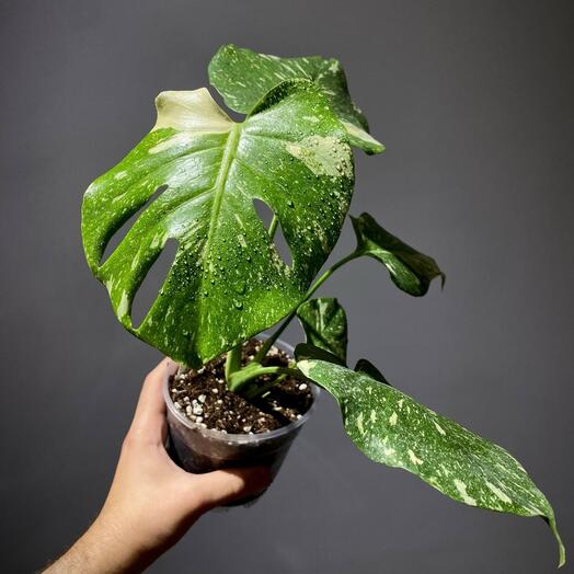 Монстера Тайское созвездие