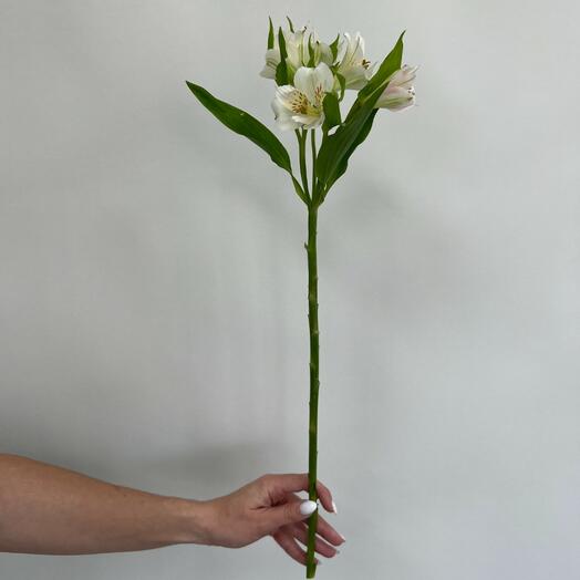 Альстромерия белая