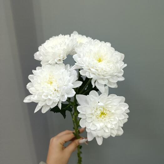 Хризантема Алтай