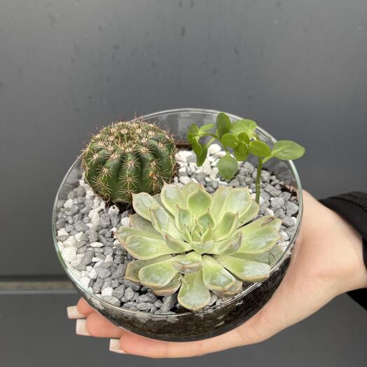 Мини флорариум с кактусом и суккулентом