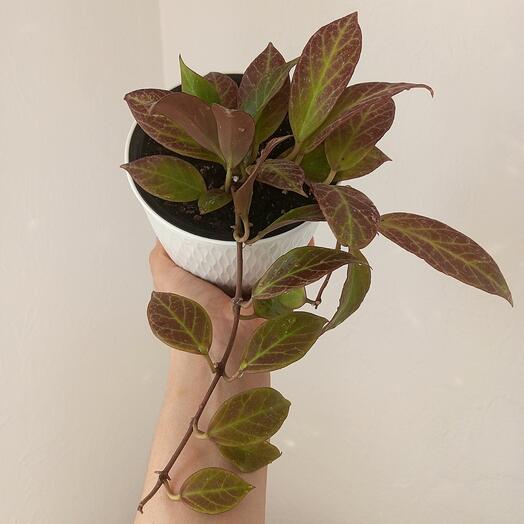 Хойя Обскура Вайт Флауверс