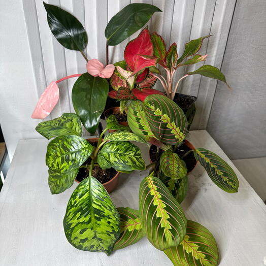 5 комнатных ярких растений «сад для мамы»