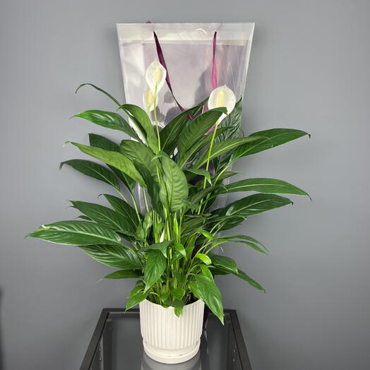 Спатифиллум цветущий в белой керамике и подарочной упаковке, высота 55см
